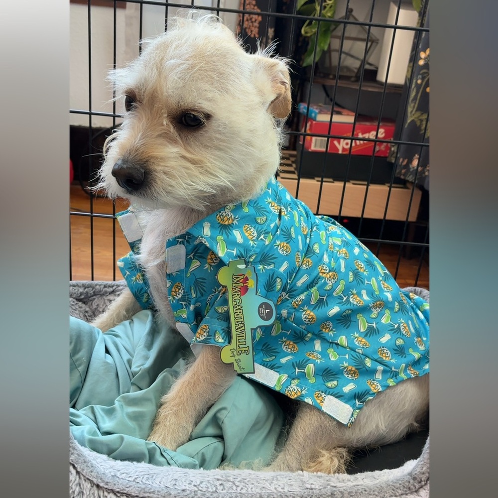 Margaritaville Blue Collared Dog Shirt